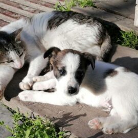 Jornadas de esterilización animal gratuita en Cali: ¿Dónde y cuándo se realizarán?