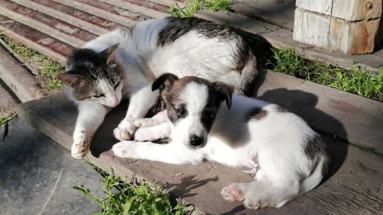 Jornadas de esterilización animal gratuita en Cali: ¿Dónde y cuándo se realizarán?