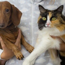 Jornadas de esterilización animal gratuita en Cali: ¿Dónde y cuándo se realizarán?