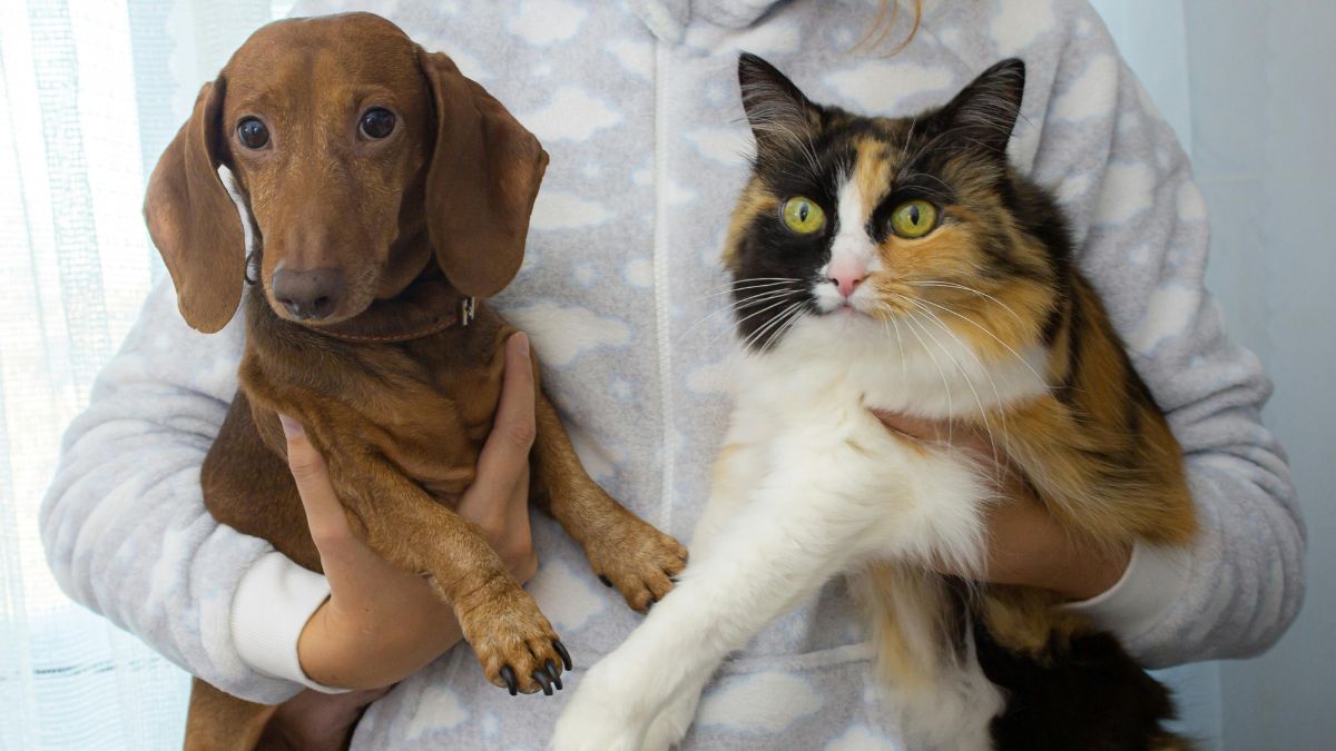 Jornadas de esterilización animal gratuita en Cali: ¿Dónde y cuándo se realizarán?