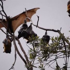 Alerta en el Valle por murciélagos: Autoridades analizan posibles casos de rabia