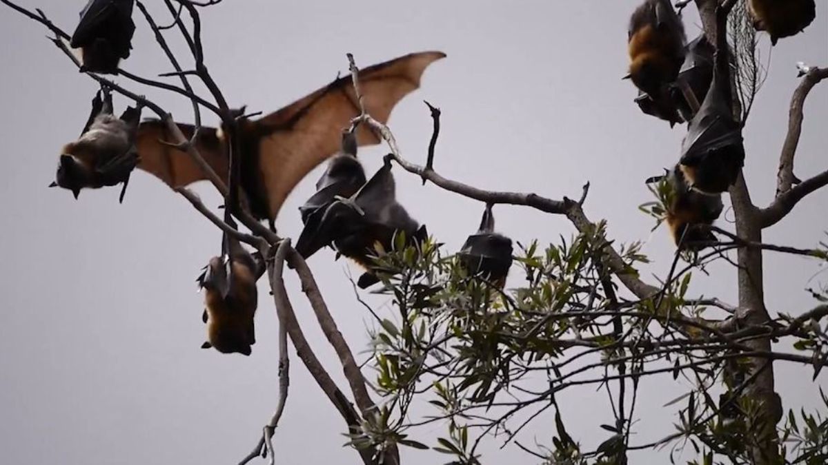Alerta en el Valle por murciélagos: Autoridades analizan posibles casos de rabia