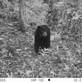 Vídeo | Oso de anteojos fue visto en zona rural de Cali; Dagma explica