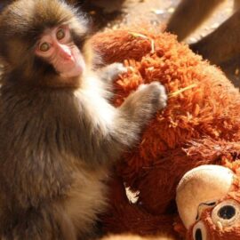 Esta es la historia de Punch, el mono asiático que se volvió viral por aferrarse a su peluche