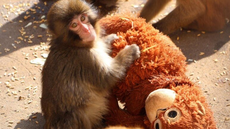 Esta es la historia de Punch, el mono asiático que se volvió viral por aferrarse a su peluche
