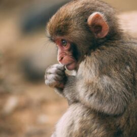 Punch y su peluche: expertos explican por qué su historia nos causa emotividad