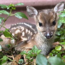 Venado rescatado Cauca