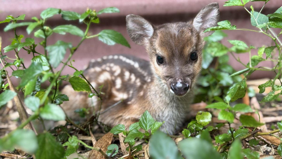Venado rescatado Cauca
