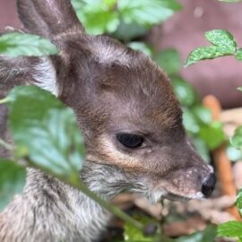 Venado rescatado Cauca