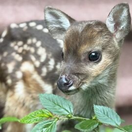 Venado rescatado Cauca