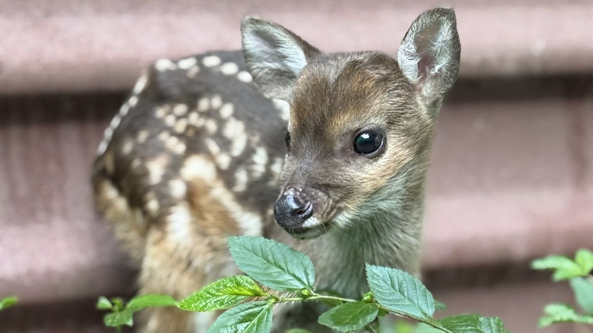 Venado rescatado Cauca