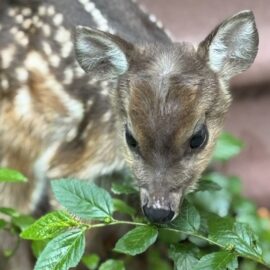 Venado rescatado Cauca