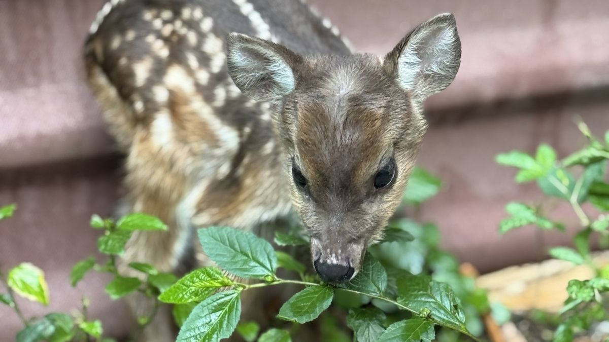 Venado rescatado Cauca