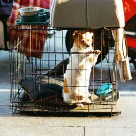 ¿Desea viajar con su mascota al extranjero? Estos son los requisitos que debe conocer