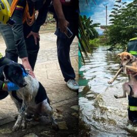 Más de 300 animales son rescatados en medio de emergencia por inundaciones en Córdoba