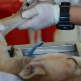 Día Internacional de la Esterilización Animal: conozca las implicaciones en salud de sus mascotas 