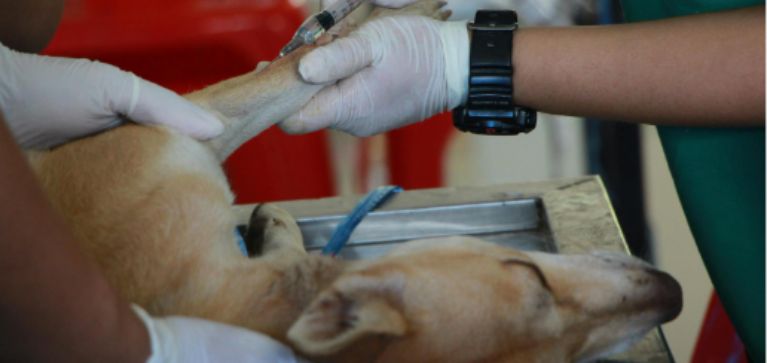 Día Internacional de la Esterilización Animal: conozca las implicaciones en salud de sus mascotas 