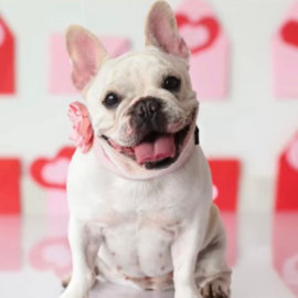 La fotógrafa que inmortaliza el amor entre mascotas y sus dueños en Cali