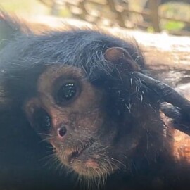 La tierna historia de 'Mérida' la mono araña que  sobrevivió al abandono de su madre