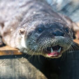 Nutria rescatada en Cali no podrá regresar a su hábitat por signos de domesticación