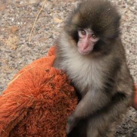¿Cuándo soltará Punch su peluche? Experta explica proceso del famoso primate