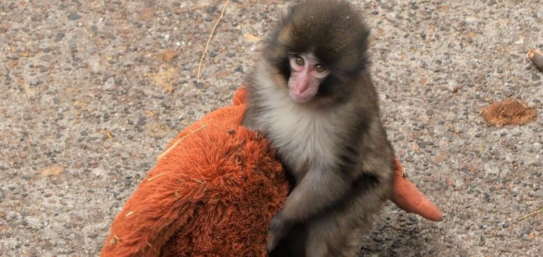 ¿Cuándo soltará Punch su peluche? Experta explica proceso del famoso primate