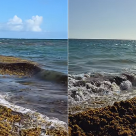 ¿Qué es el sargazo en las playas de San Andrés y por qué preocupa a los turistas?