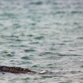 Ballena jorobada se libera por sí sola tras quedar varada en el mar Báltico