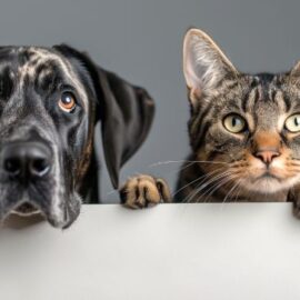 Jornadas de esterilización animal en Cali: Conozca aquí la programación y requisitos