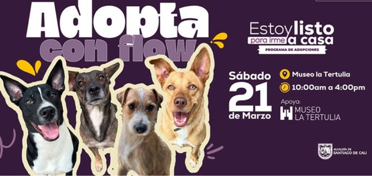 Adopción animal en Cali