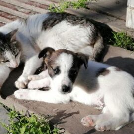 Jornada de esterilización animal gratuita en Cali: horarios y puntos
