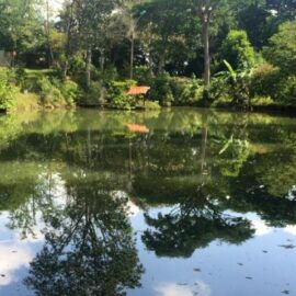 Abren nuevo humedal en el sur de Cali, ¿en qué horarios puede asistir?