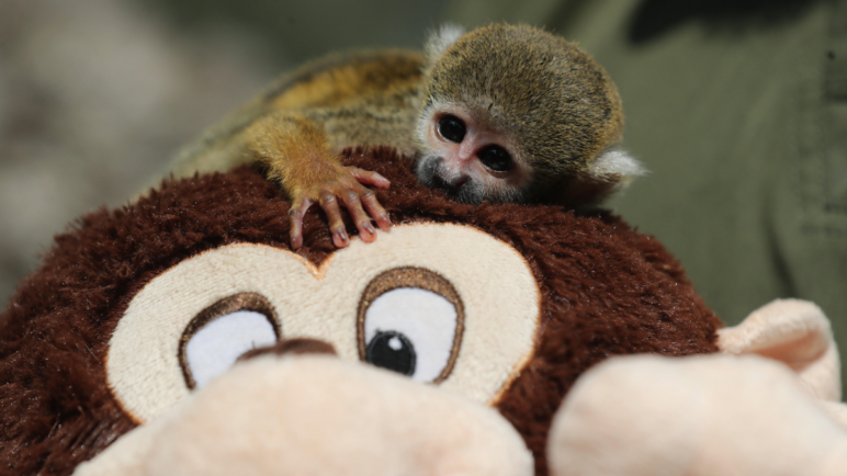Bautizan como el 'Punch peruano' a mono rescatado del tráfico de animales en la Amazonía
