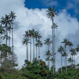 Más de 2.500 plantas fueron entregadas en Cali para proteger la palma de cera