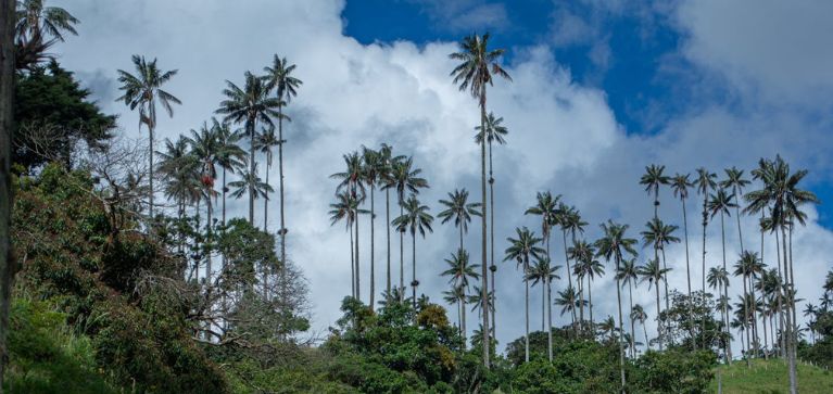 Más de 2.500 plantas fueron entregadas en Cali para proteger la palma de cera