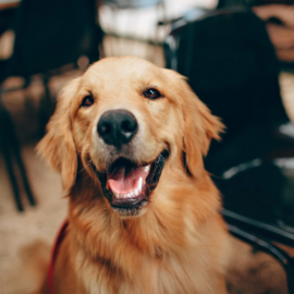 Jornadas de esterilización animal gratuita en Cali: Conozca las fechas y horarios
