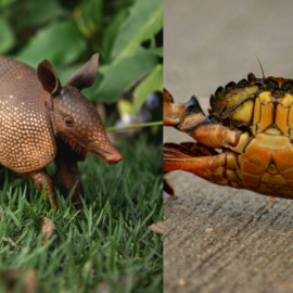 Cae tráfico ilegal de fauna en Cali: rescatan cangrejos azules vivos y decomisan armadillo ahumado
