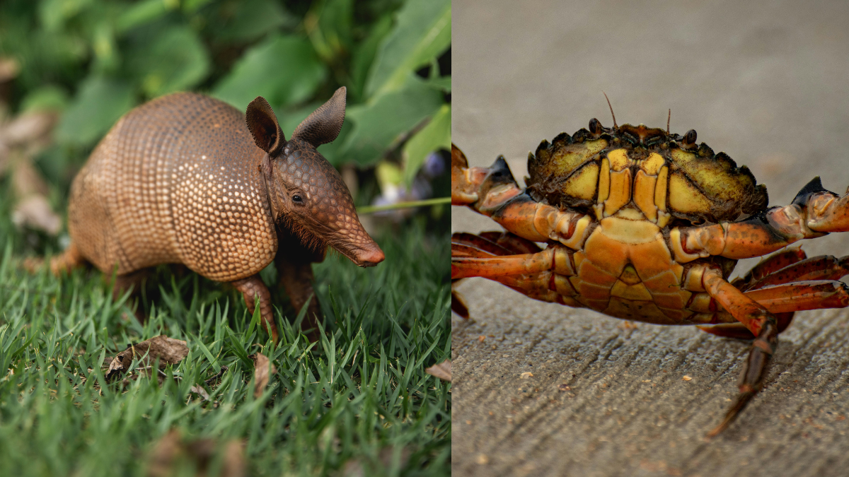 Cae tráfico ilegal de fauna en Cali: rescatan cangrejos azules vivos y decomisan armadillo ahumado