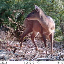 Imágenes: Cámaras trampa registran más de 60 especies de fauna en Cali