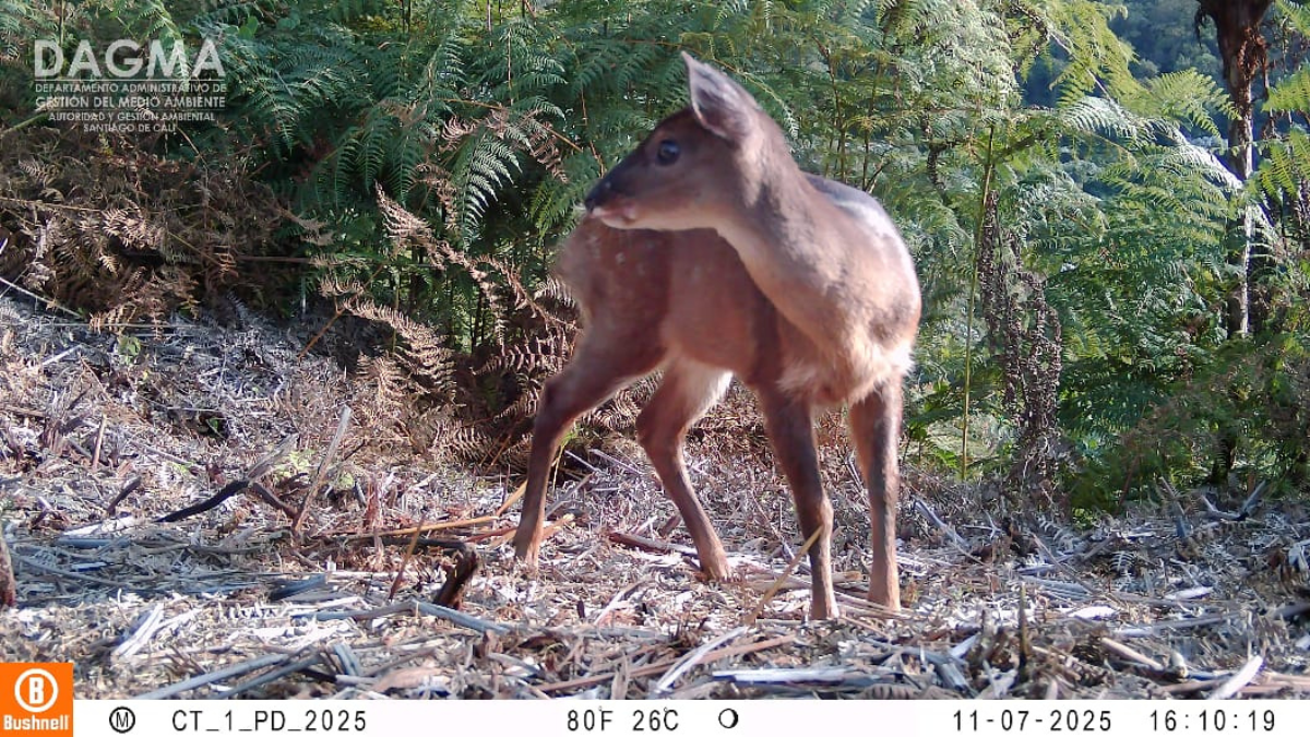 Imágenes: Cámaras trampa registran más de 60 especies de fauna en Cali