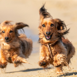 Todo lo que debería saber sobre los perros salchicha: Una raza terca pero amorosa