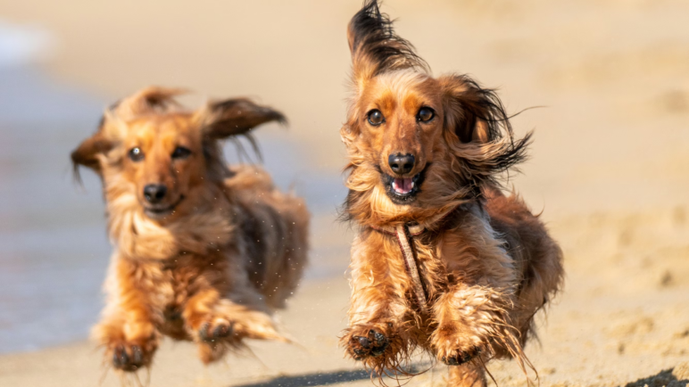 Todo lo que debería saber sobre los perros salchicha: Una raza terca pero amorosa