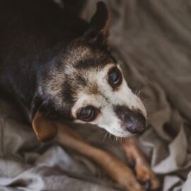 ¿Tu mascota ya es adulta? Claves para su cuidado en esta nueva etapa