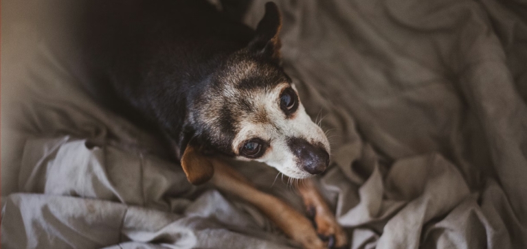 ¿Tu mascota ya es adulta? Claves para su cuidado en esta nueva etapa