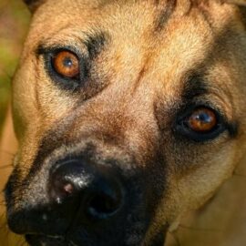 ¿Los perritos mestizos deben tener un cuidado especial en pelaje y dientes?