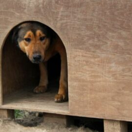 ¿Cómo debe ser un refugio ideal para animales? Claves para una correcta adecuación