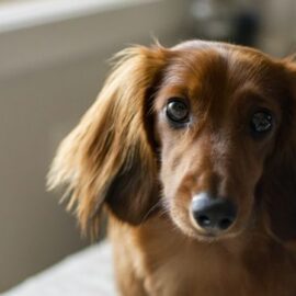 ¿Qué cuidados debe tener un perro salchicha? Una raza muy tierna que requiere atención