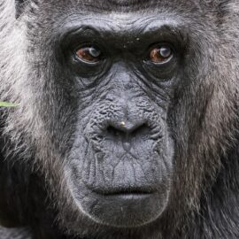 Una historia nunca antes vista: Ella es Fatou, la gorila más anciana del planeta