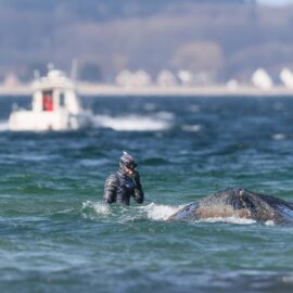 Timmy, la ballena jorobada, vuelve a quedar varada en aguas poco profundas del mar Báltico