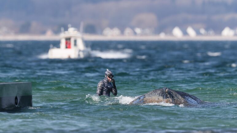 Timmy, la ballena jorobada, vuelve a quedar varada en aguas poco profundas del mar Báltico